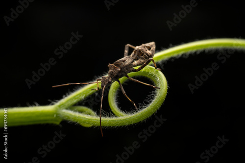 Riptortus pedestris in the wild state photo