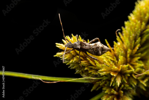 Riptortus pedestris in the wild state photo