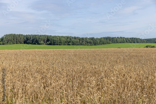 a field with cereals in sunny summer weather