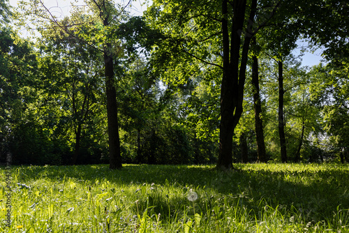 deciduous trees with green foliage in spring, green foliage