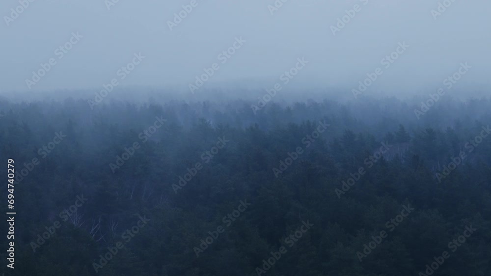 Dense fog over the forest Dense fog over the forest