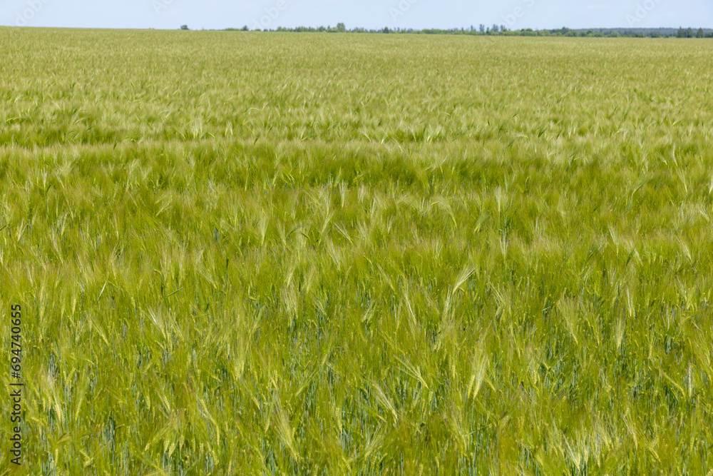 a crop of cereals for grain production and earnings a crop of cereals for grain production and earnings