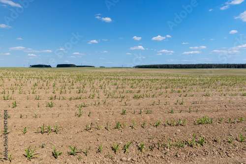 young corn sprouts in early summer, a field