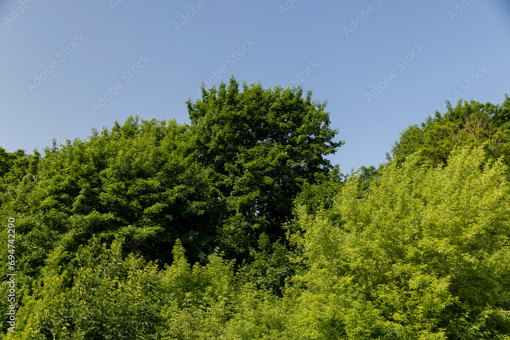 deciduous trees with green foliage in windy weather in the park