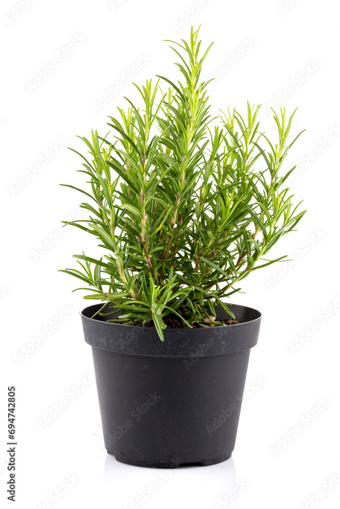 rosemary inside a black pot rosemary inside a black pot