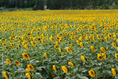 Growing Sunflowers in a field