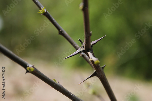 Sharp thorns on the tree branch (ID: 694744205)