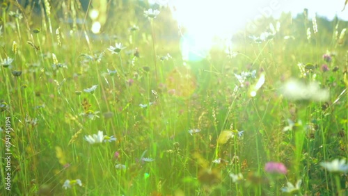 Summer field in sunset light