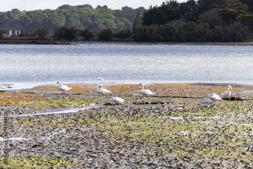 swans on the beach in the morning