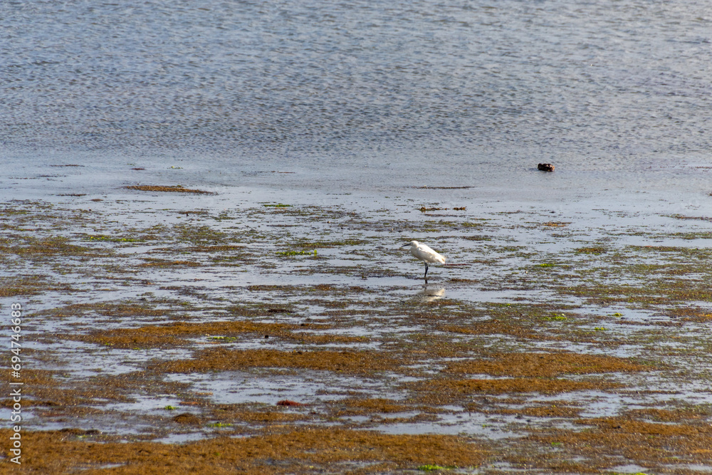 swans on the beach in the morning swans on the beach in the morning