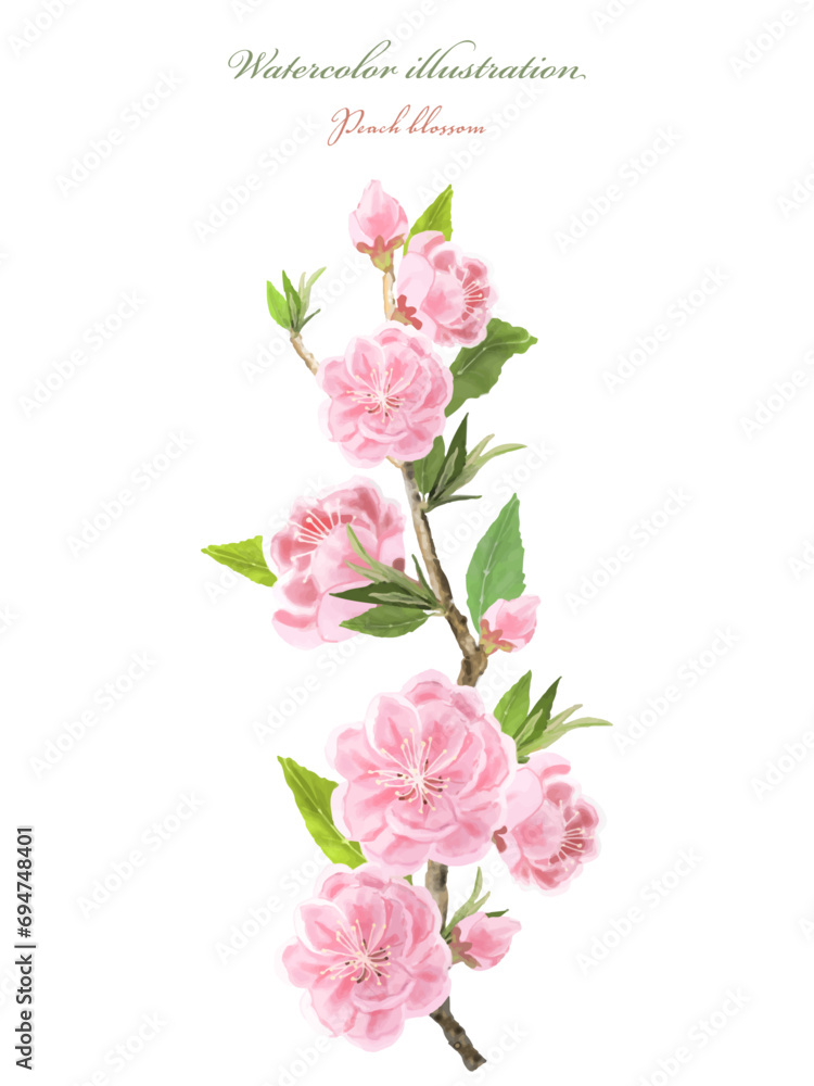 桃の花（水彩画）　桃の花の小枝のイラスト