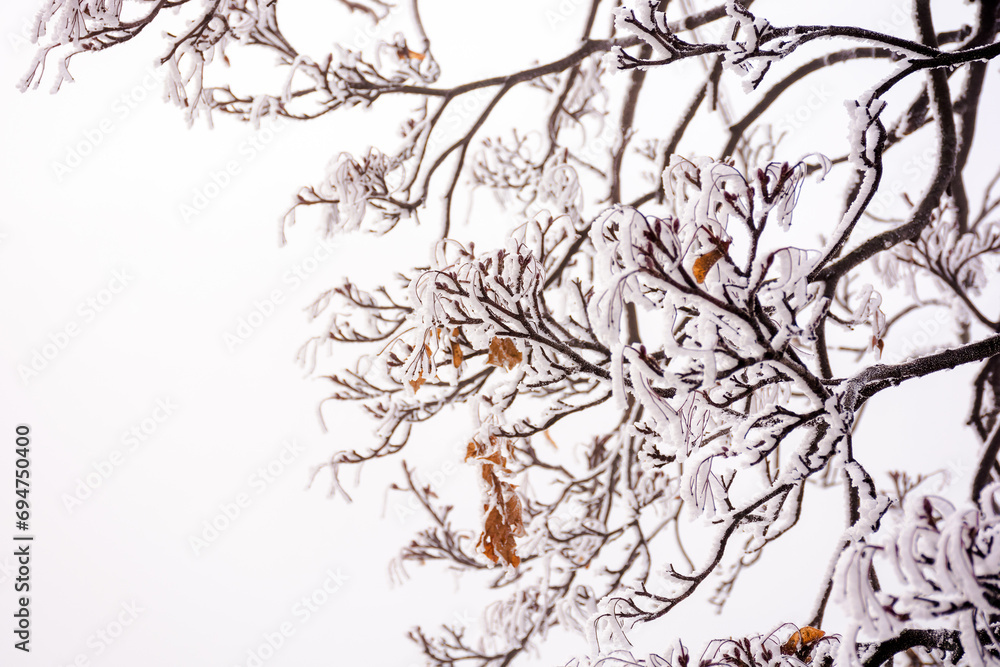 ice frozen branch of a tree with few brown leaves. foggy nature background in winter