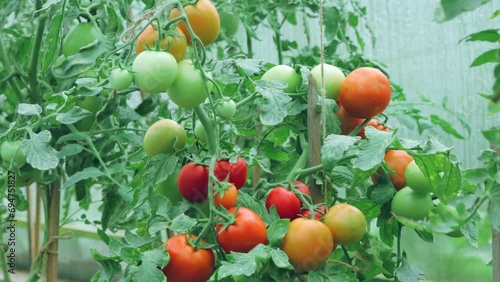 Tomato ripening process in closeup