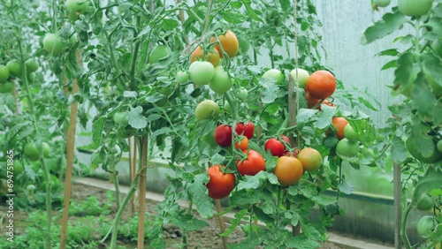 Tomato ripening process in closeup