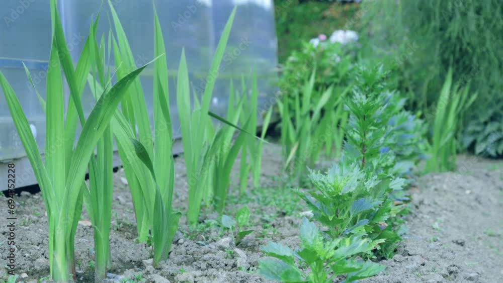 The process of growing flowers in the garden The process of growing flowers in the garden