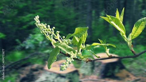 The process of bud opening and tree growth in spring