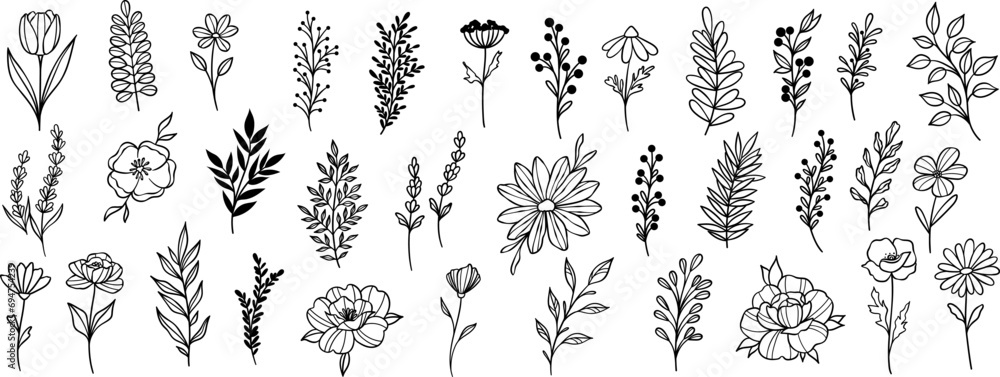 Fototapeta Plant illustration set, flowers and leaves clip art, hand drawn line art sketches, modern isolated doodle collection