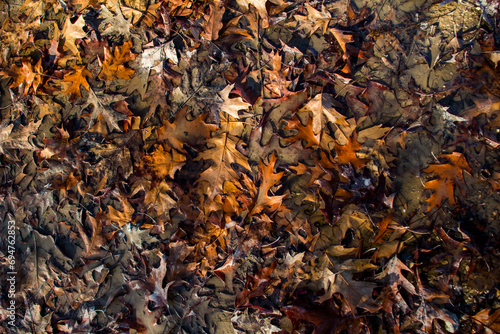 Nasse braune Blätter / schmutziges Herbstlaub auf dem Boden