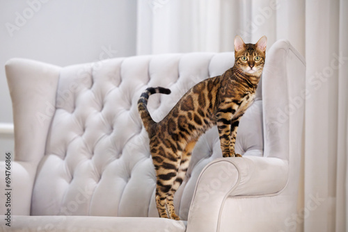 beautiful bengal cat posing on a couch indoors photo
