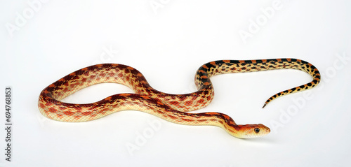 Kap Gophernatter // Cape gopher snake (Pituophis vertebralis / Pituophis catenifer vertebralis)