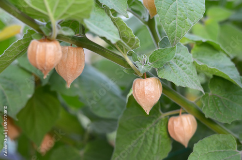 Ripe fruits of Peruvian physalis in dry calyxes on a branch among green leaves. photo