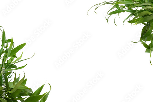 Twigs of italian ruscus (DANAE RACEMOSA) in a floral corner arrangements isolated on white or transparent background photo