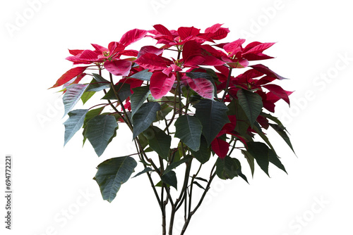 Red Christmas poinsettia flowers isolated on transparancy background. photo