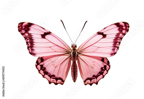 Pink butterfly in PNG format or on a transparent background. A decorative and design element for a project, banner, postcard, business, background. A beautiful bright butterfly.  Insect.