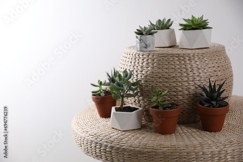 Beautiful succulents on wicker stand, space for text. Interior decoration