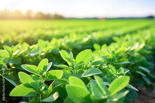 Farm harvest green soybean field. Outdoor nature plant vegetable organic eco product. 