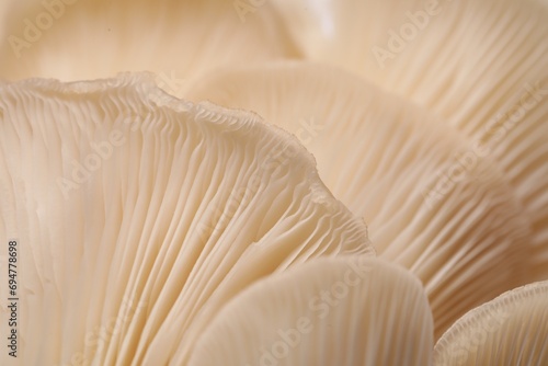 Fresh oyster mushrooms as background, macro view photo