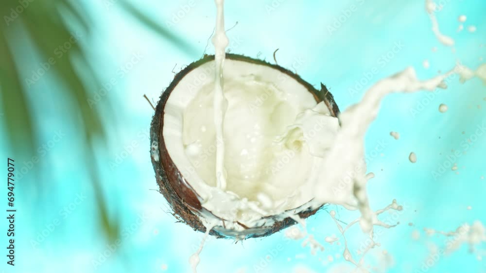 Super Slow Motion of Coconut With Milk Splash. Blur Palm Leaves on Foreground. Filmed on High Speed Cinema Camera, 1000 fps. Isolated on Blue Background. Super Slow Motion of Coconut With Milk Splash. Blur Palm Leaves on Foreground. Filmed on High Speed Cinema Camera, 1000 fps. Isolated on Blue Background.