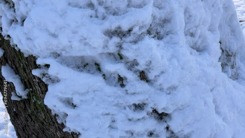 Trees covered with snow. Shooting in winter. Trees covered with snow. Shooting in winter.