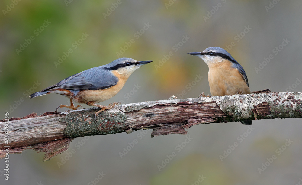 Couple of eurasian nuthatch or wood nuthatch (Sitta europaea) perched on a branch in autumn. Two colorful forest birds with isolated background. Cute couple of loving birds in nature, space for text. Couple of eurasian nuthatch or wood nuthatch (Sitta europaea) perched on a branch in autumn. Two colorful forest birds with isolated background. Cute couple of loving birds in nature, space for text.