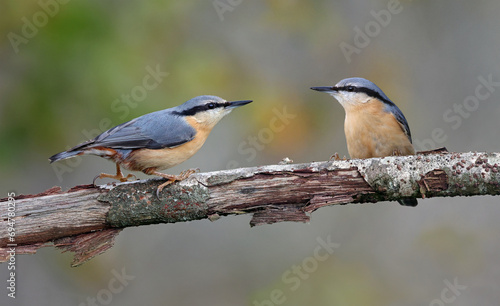 Couple of eurasian nuthatch or wood nuthatch (Sitta europaea) perched on a branch in autumn. Two colorful forest birds with isolated background. Cute couple of loving birds in nature, space for text.