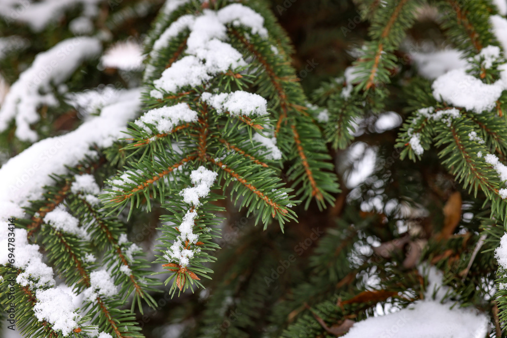 Fir tree branches covered with snow in winter park, closeup