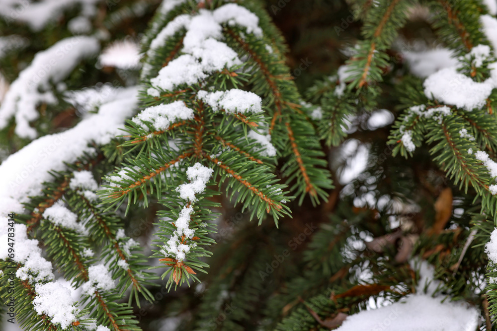Fir tree branches covered with snow in winter park, closeup Fir tree branches covered with snow in winter park, closeup