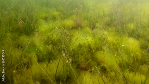 Seabed covered with Green algae (Cladophora sp), Green bait weed (Ulva intestinalis), Red Hornweed (Ceramium virgatum) and Dwarf Eelgrass (Zostera noltii) covered seafloor photo