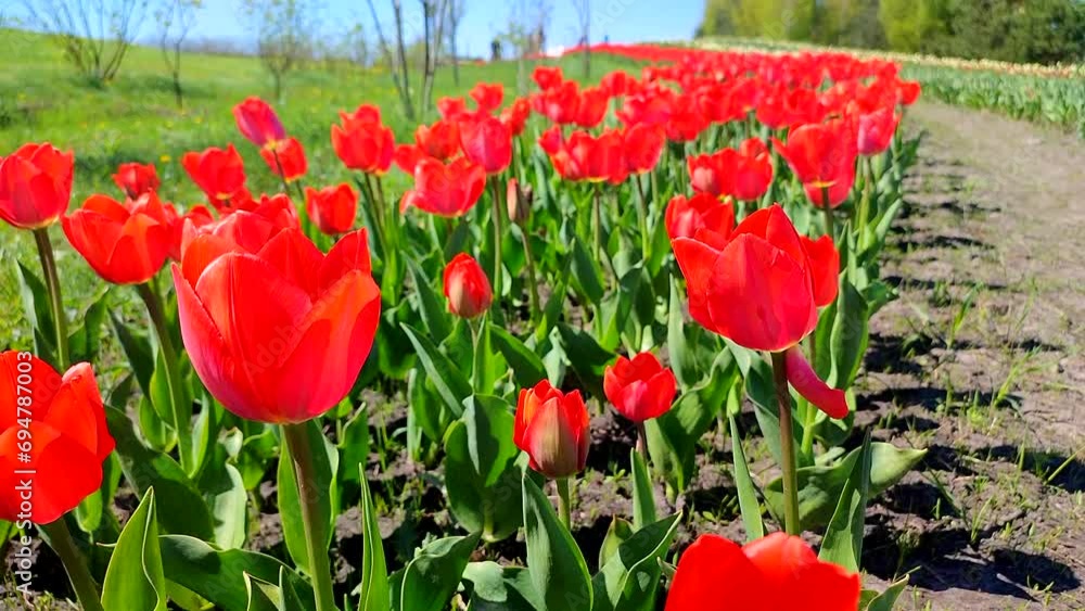 Tulips. Blooming red tulip on sunny spring day. Bright tulip blossoming. Many blooming flowers with large petals. blossoms in bloom. Perennial herbaceous bulbous plants. Nature Natural background Tulips. Blooming red tulip on sunny spring day. Bright tulip blossoming. Many blooming flowers with large petals. blossoms in bloom. Perennial herbaceous bulbous plants. Nature Natural background