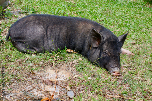 Wild boar in the grass. A black pig lies on the grass.