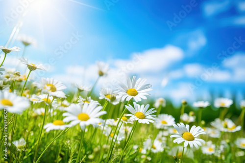 daisy flowers spring nature background