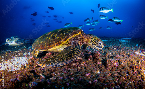 Green sea turtle (Chelonia mydas) swimming in tropical underwaters. Pacific green turtle in underwater world. Observation of wildlife ocean. Scuba diving adventure in Ecuador coast of Galapagos