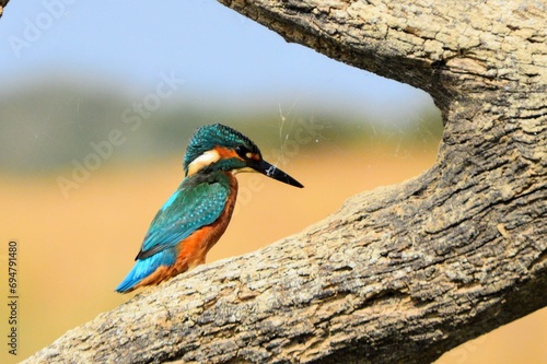 Martín Pescador, King Fisher, Guardarríos, Alcedo atthis photo