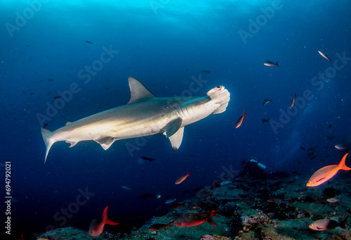 Hammerhead shark  Sphyrnidae  swimming in tropical underwaters. Hammer shark in underwater world. Observation of wildlife ocean. Scuba diving adventure in Ecuador coast of Galapagos