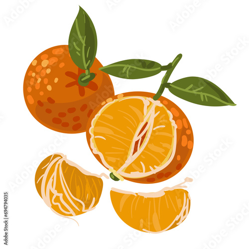 The tangerines group. Vector illustration of a whole citrus fruit and peeled, green leaf and lobules isolated on a white background. Cartoon flat style, hand-drawn