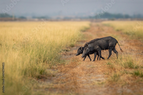 wild Indian boar or Andamanese or Moupin pig or Sus scrofa cristatus family mother and her young baby crossing forest track or road side profile at national park or sanctuary forest of central india