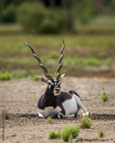 Big horned wild male blackbuck or antilope cervicapra or Indian antelope sitting in velavadar blackbuck national park gujrat india asia photo