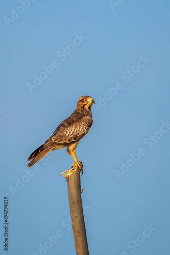 White eyed buzzard or Butastur teesa bird closeup perched in natural blue sky background at tal chhapar blackbuck sanctuary churu rajasthan india asia photo