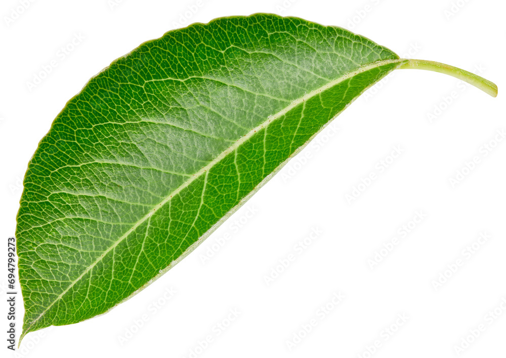 Obraz premium Pear leaf isolated
