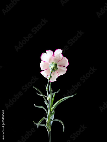Fototapeta Naklejka Na Ścianę i Meble -  A carnation on a black background